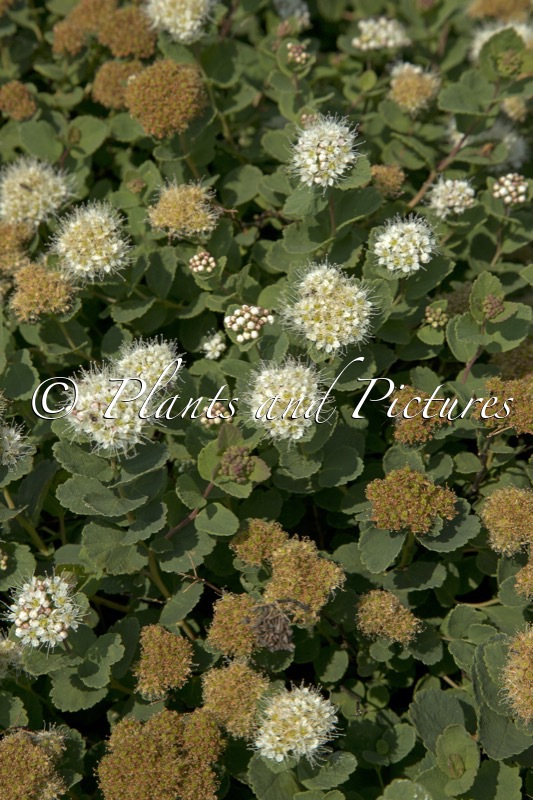 Spiraea betulifolia ‘Lumikki’
