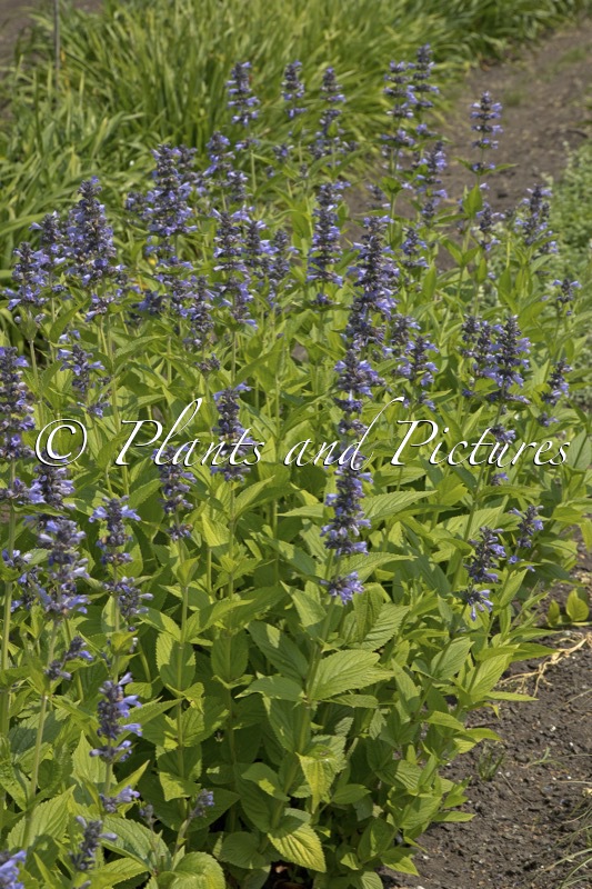 Nepeta ‘Bocombsky’ (MR BLUE SKY)