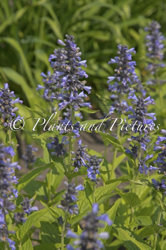 Nepeta ‘Bocombsky’ (MR BLUE SKY)