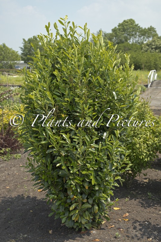 Prunus laurocerasus ‘Verstra’ (ELLY)