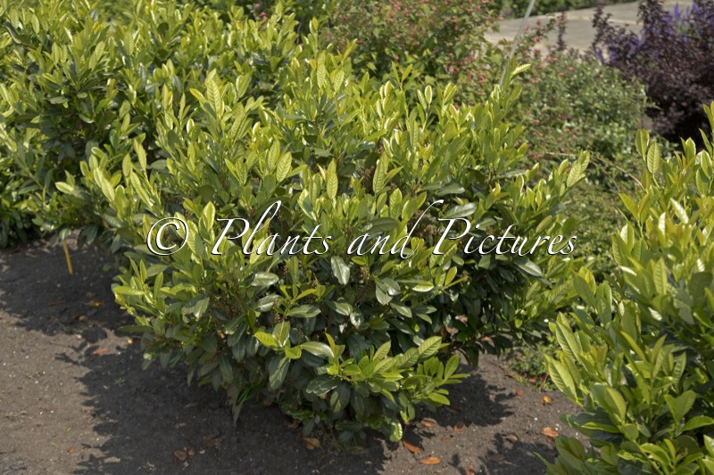 Prunus laurocerasus ‘Rentan’ (TITAN)