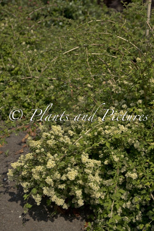 Stephanandra incisa ‘Crispa’