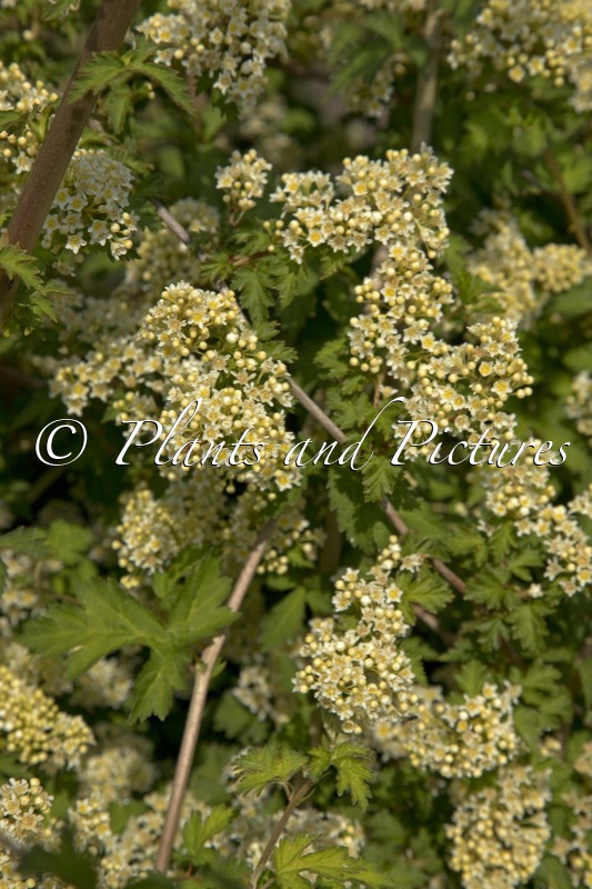 Stephanandra incisa ‘Crispa’