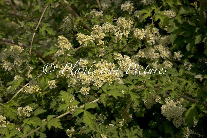 Stephanandra incisa ‘Crispa’