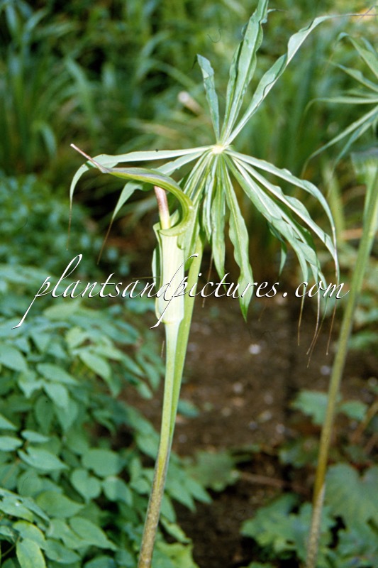Arisaema consanguineum