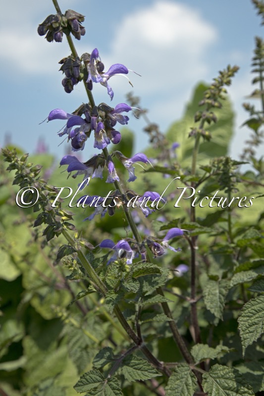 Salvia miltiorrhiza