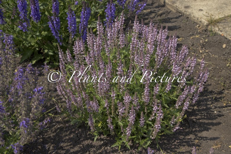 Salvia ‘Bocoffla’ (FEATHERS FLAMINGO)