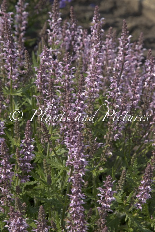 Salvia ‘Bocoffla’ (FEATHERS FLAMINGO)
