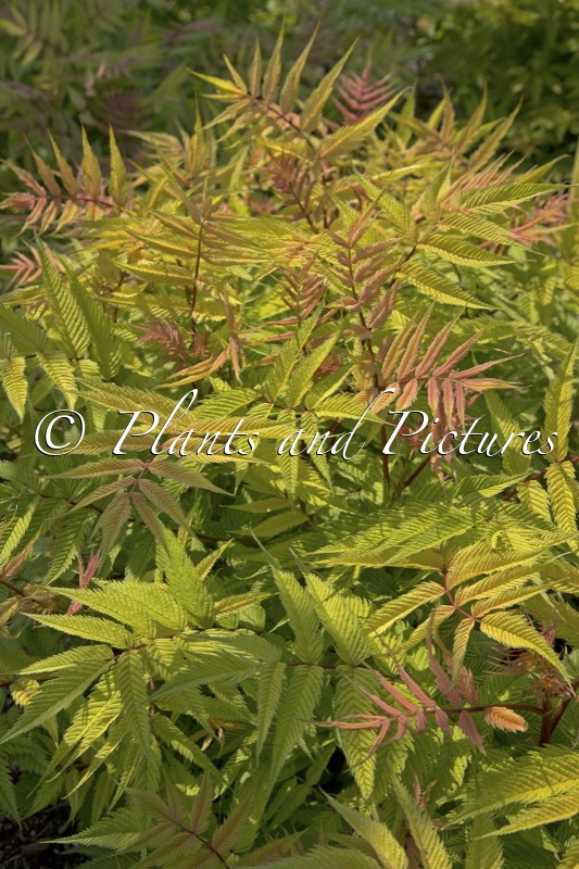 Sorbaria sorbifolia ‘Bococot’ (CHERRY ON TOP)