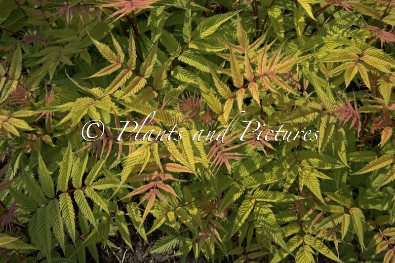 Sorbaria sorbifolia ‘Bococot’ (CHERRY ON TOP)