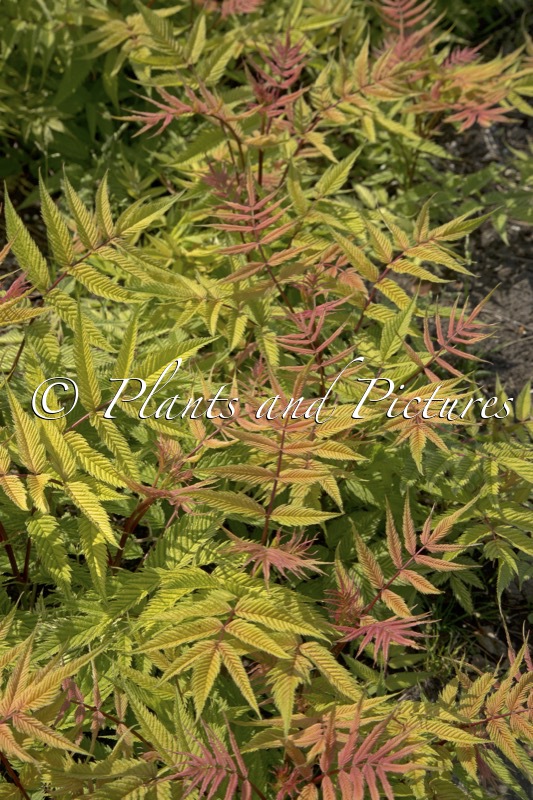 Sorbaria sorbifolia ‘Bococot’ (CHERRY ON TOP)