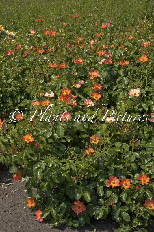 Rosa ‘Boruiora’ (VUELTA A ESPANA)