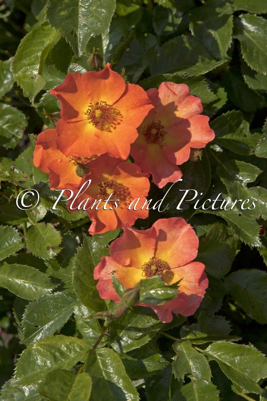 Rosa ‘Boruiora’ (VUELTA A ESPANA)