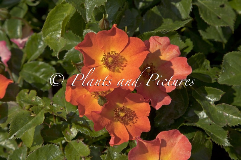 Rosa ‘Boruiora’ (VUELTA A ESPANA)