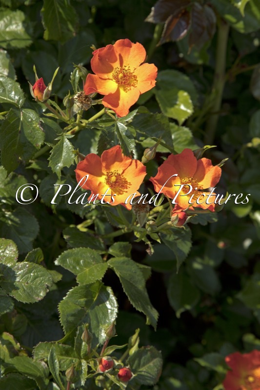 Rosa ‘Boruiora’ (VUELTA A ESPANA)