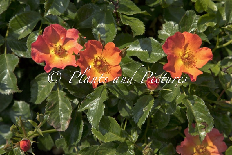 Rosa ‘Boruiora’ (VUELTA A ESPANA)