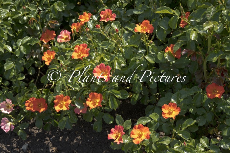 Rosa ‘Boruiora’ (VUELTA A ESPANA)