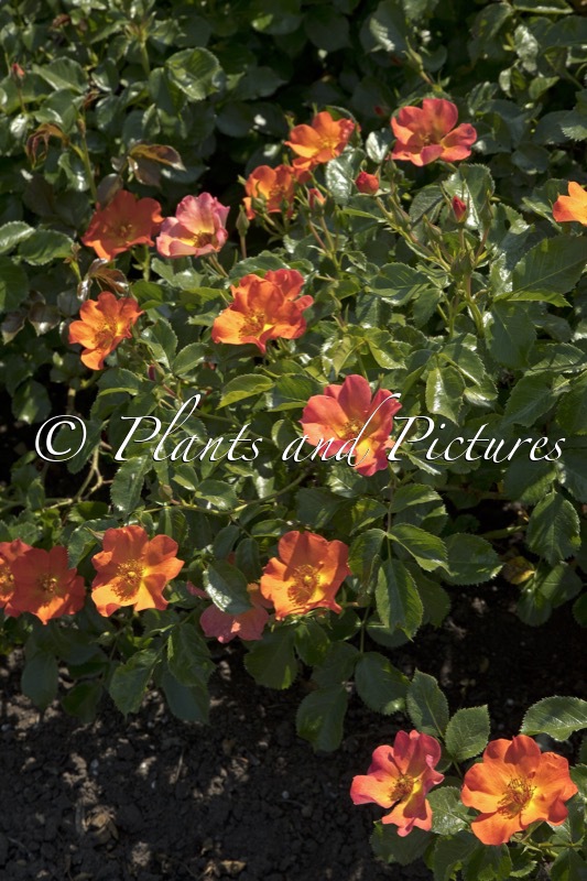 Rosa ‘Boruiora’ (VUELTA A ESPANA)