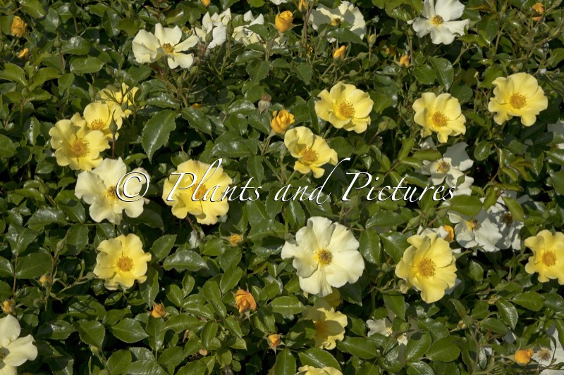 Rosa ‘Bokraruirol’ (ROLAND GARROS)