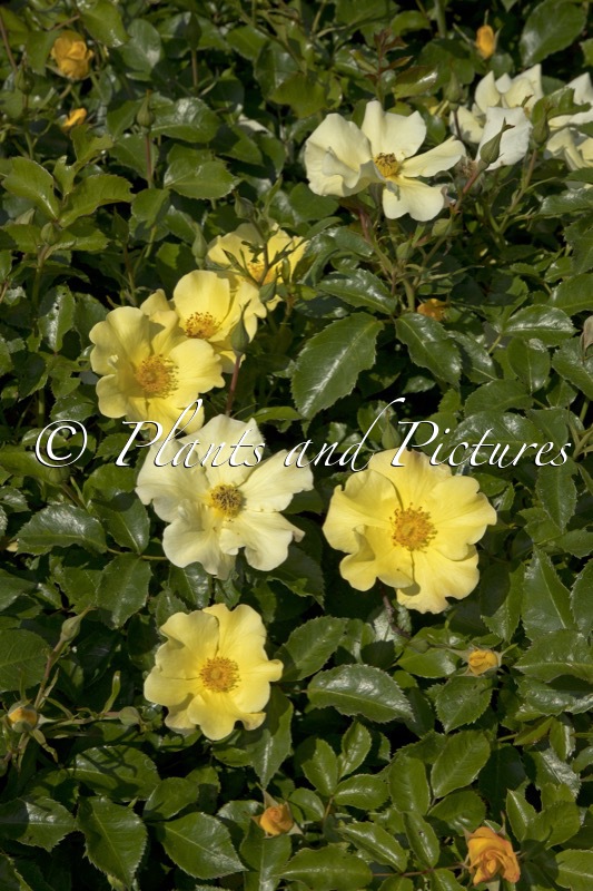 Rosa ‘Bokraruirol’ (ROLAND GARROS)