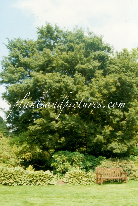 Nothofagus menziesii