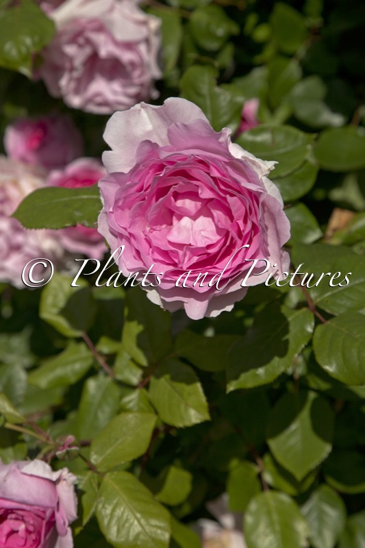 Rosa ‘Ausfirst’ (CONSTANCE SPRY)
