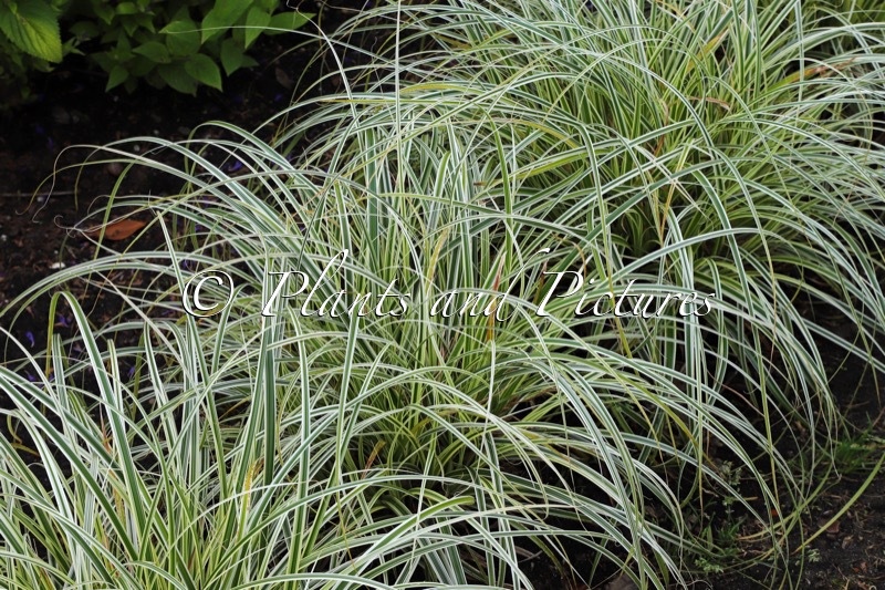 Carex ‘Feather Falls’