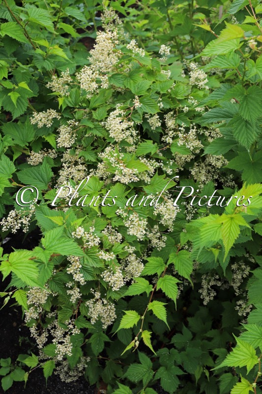 Stephanandra tanakae