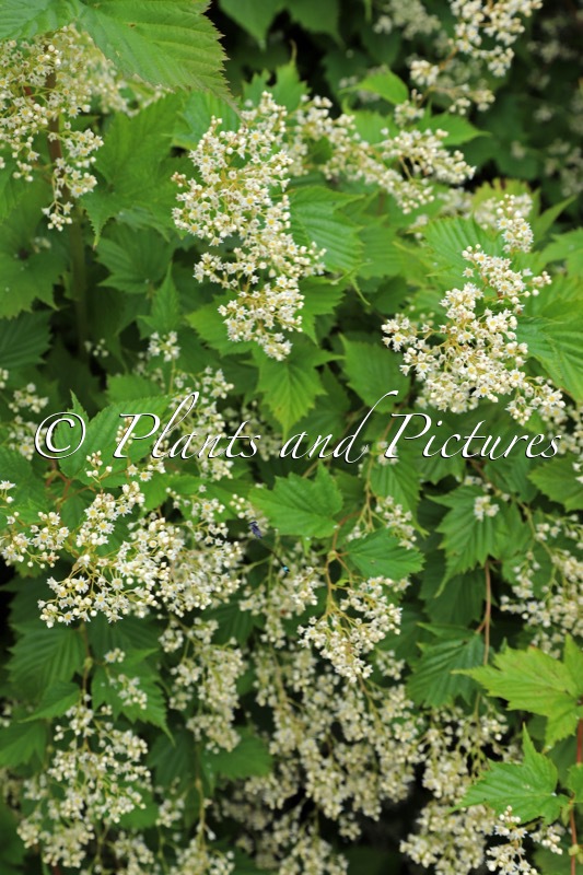 Stephanandra tanakae