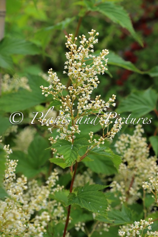 Stephanandra tanakae