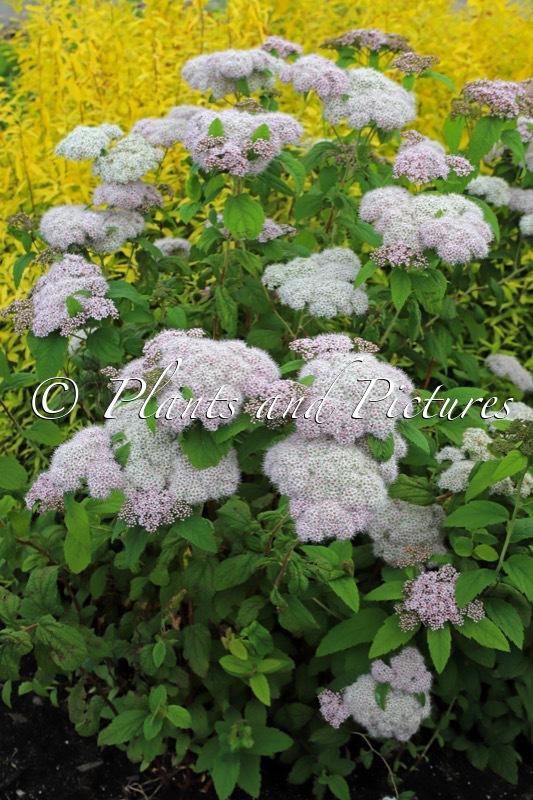 Spiraea japonica ‘Dart’s Pinkie’