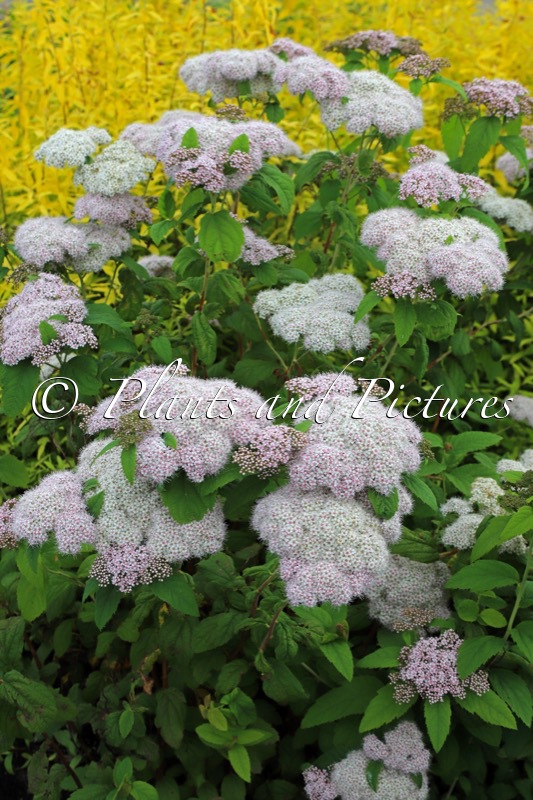 Spiraea japonica ‘Dart’s Pinkie’