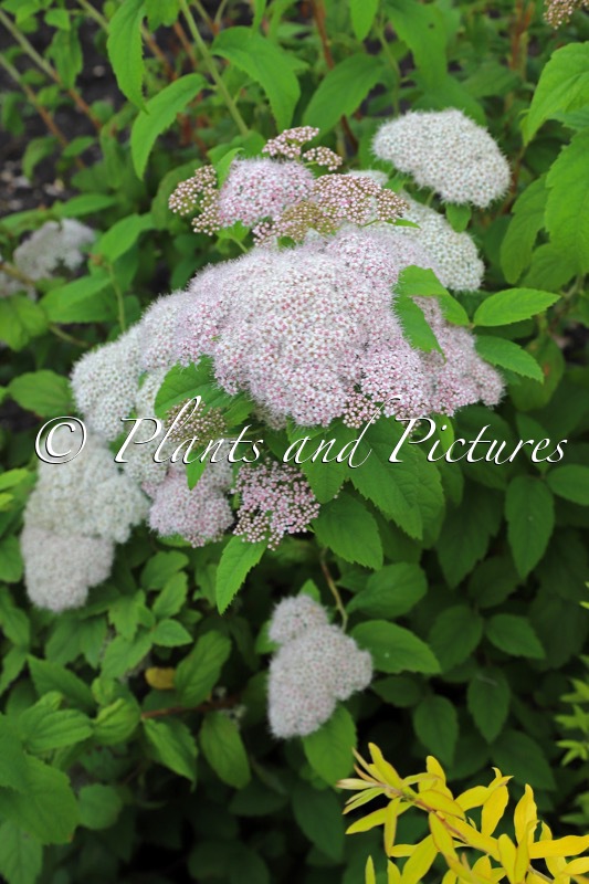Spiraea japonica ‘Dart’s Pinkie’