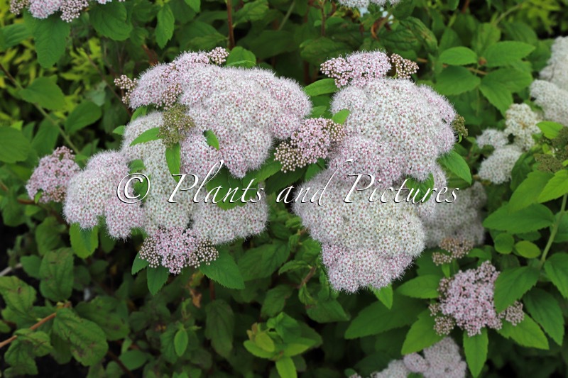 Spiraea japonica ‘Dart’s Pinkie’