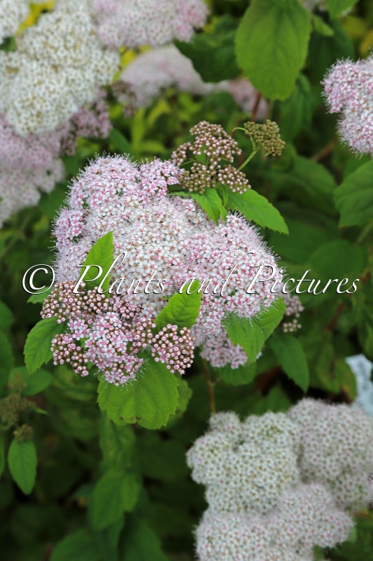Spiraea japonica ‘Dart’s Pinkie’