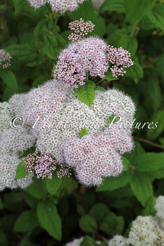 Spiraea japonica ‘Dart’s Pinkie’