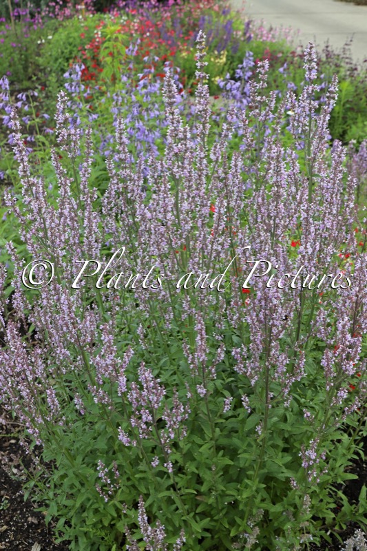 Nepeta nuda ‘Accent’