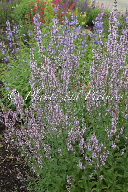Nepeta nuda ‘Accent’