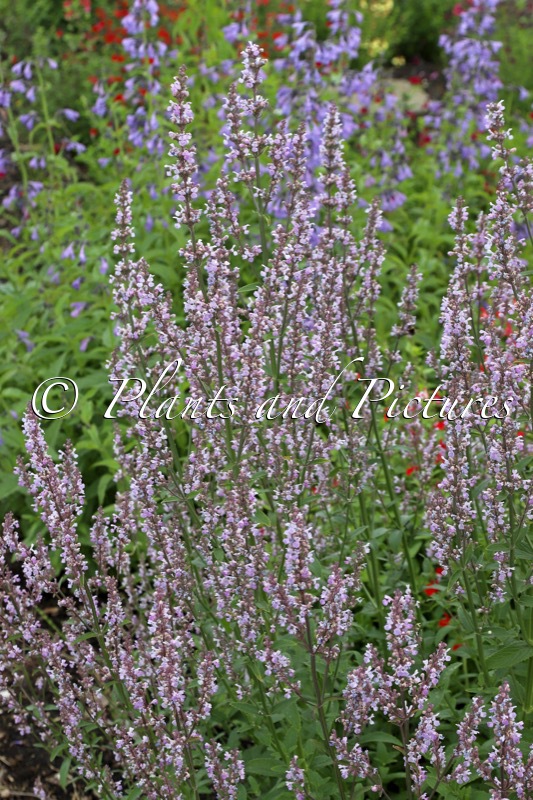Nepeta nuda ‘Accent’