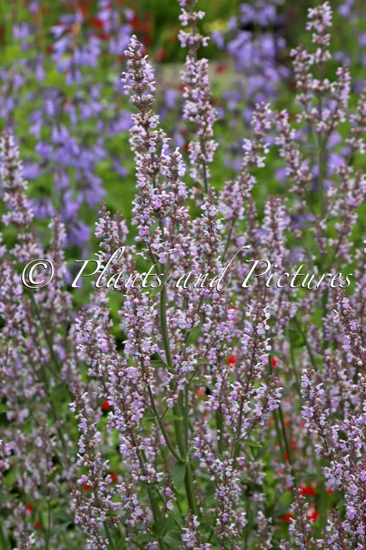 Nepeta nuda ‘Accent’