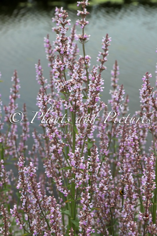 Nepeta nuda ‘Accent’