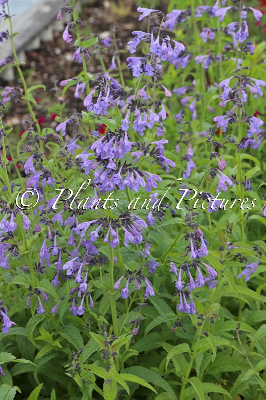 Nepeta sibirica ‘Souvenir d’André Chaudron’