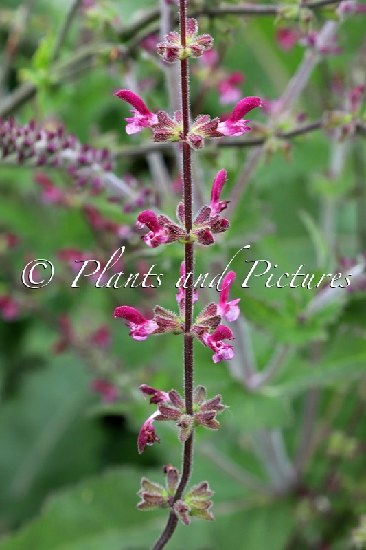 Salvia viscosa