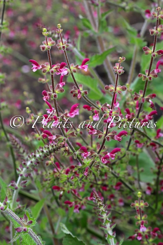 Salvia viscosa