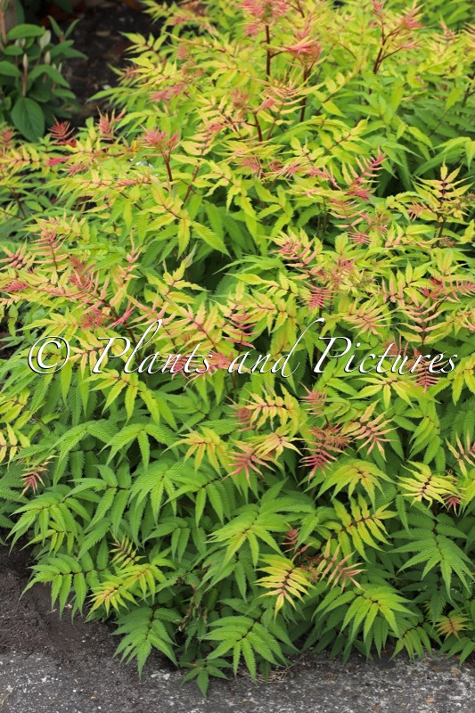 Sorbaria sorbifolia ‘Bococot’ (CHERRY ON TOP)