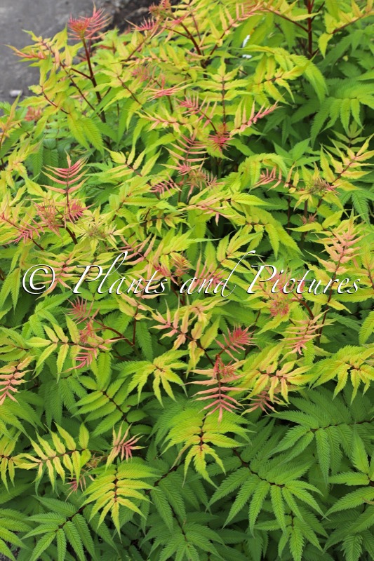 Sorbaria sorbifolia ‘Bococot’ (CHERRY ON TOP)