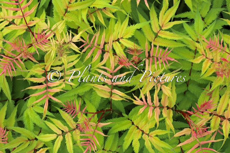 Sorbaria sorbifolia ‘Bococot’ (CHERRY ON TOP)