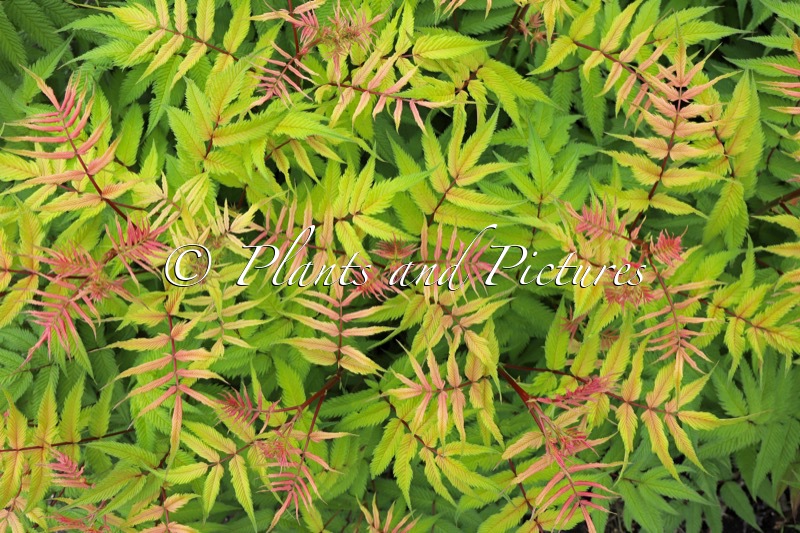 Sorbaria sorbifolia ‘Bococot’ (CHERRY ON TOP)