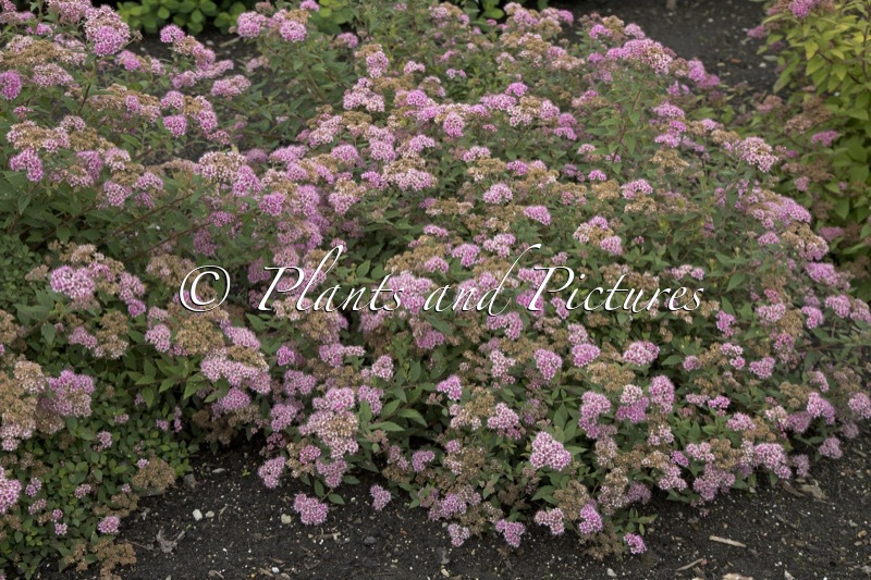 Spiraea japonica ‘Newport Dwarf’
