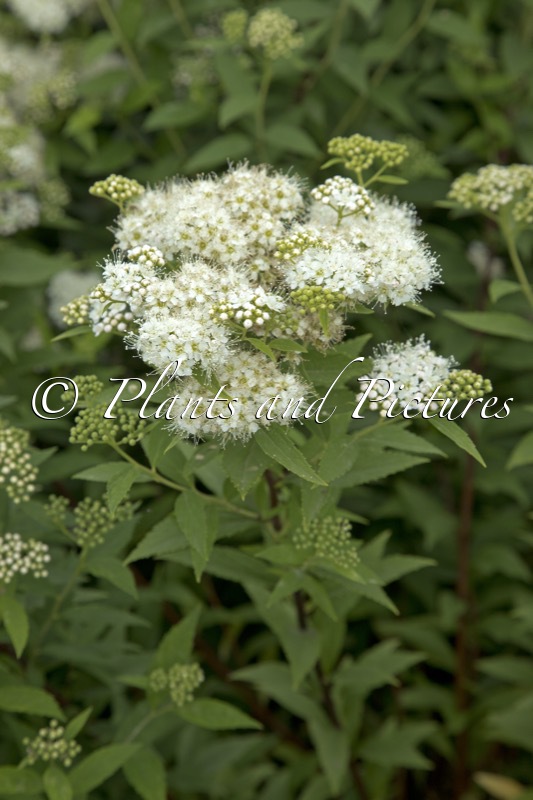 Spiraea japonica ‘Albiflora’